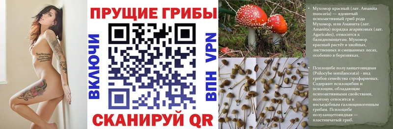 как найти   Воронеж  omg онион  Галлюциногенные грибы Magic Shrooms 